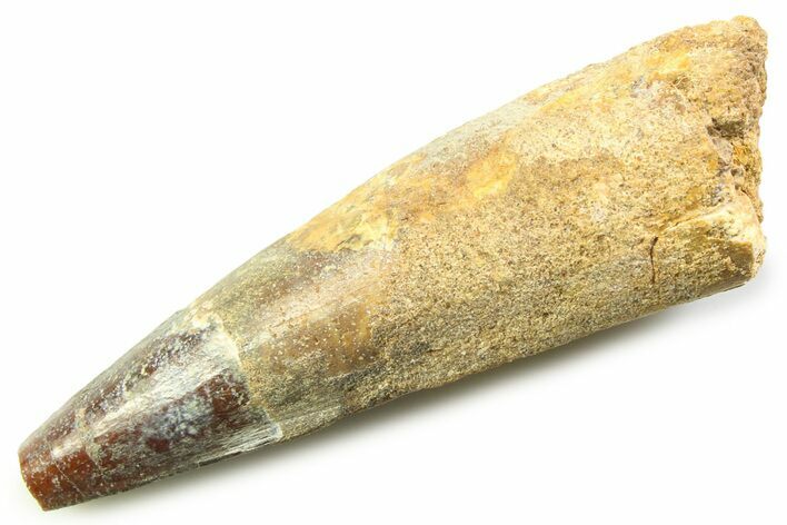 Fossil Spinosaurus Tooth - Real Dinosaur Tooth #357849